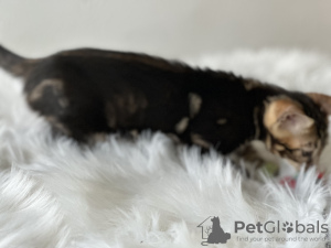 Dodatkowe zdjęcia: Marmurkowy kot bengalski