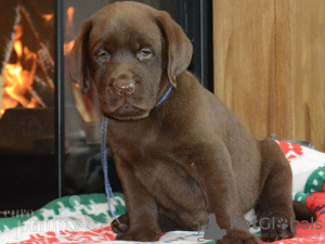 Zdjęcie №1. labrador retriever - na sprzedaż w Leipzig | Bezpłatny | Zapowiedź №123919