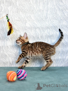 Zdjęcie №3. Kocięta rodowodowe ze szkółki. Białoruś