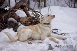 Zdjęcie №2 do zapowiedźy № 22503 na sprzedaż  pies nierasowy - wkupić się Federacja Rosyjska prywatne ogłoszenie