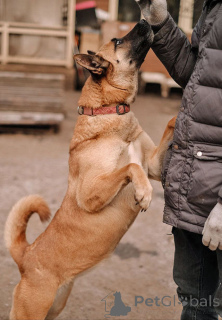 Zdjęcie №4. Sprzedam pies nierasowy w Petersburg. prywatne ogłoszenie - cena - Bezpłatny