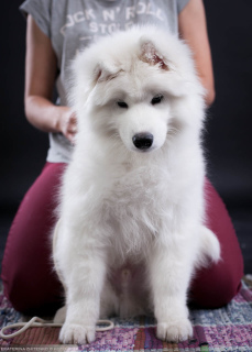 Zdjęcie №3. Samoyed. Super chłopak. Federacja Rosyjska