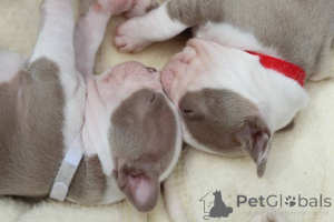 Zdjęcie №3. Dostępny. USA