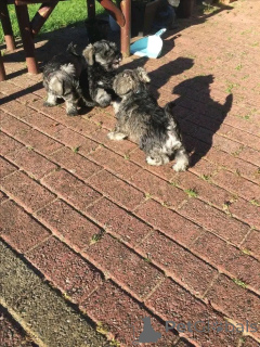 Zdjęcie №2 do zapowiedźy № 137789 na sprzedaż  sznaucer olbrzym - wkupić się Niemcy hodowca