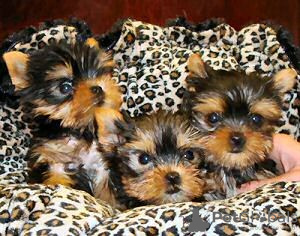 Zdjęcie №1. yorkshire terrier - na sprzedaż w Jeddah | negocjowane | Zapowiedź №20948