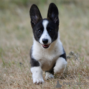 Dodatkowe zdjęcia: Welsh Corgi Cardigan szczeniak FCI