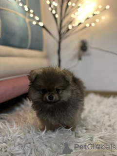 Zdjęcie №4. Sprzedam szpic miniaturowy w Inđija. hodowca - cena - negocjowane