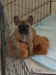 Zdjęcie №2 do zapowiedźy № 163617 na sprzedaż  buldog francuski - wkupić się Niemcy hodowca