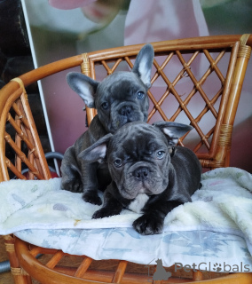 Zdjęcie №2 do zapowiedźy № 161650 na sprzedaż   - wkupić się Białoruś hodowca