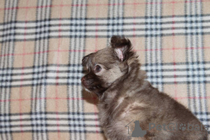 Zdjęcie №1. chihuahua (rasa psów) - na sprzedaż w Krasnodar | 516zł | Zapowiedź №83471