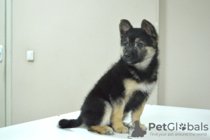 Zdjęcie №2 do zapowiedźy № 96890 na sprzedaż  pies nierasowy - wkupić się Białoruś prywatne ogłoszenie