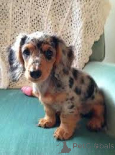 Zdjęcie №3. Sprzedam szczenięta jamnika. Holandia