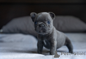 Zdjęcie №1. buldog francuski - na sprzedaż w Courcelle | negocjowane | Zapowiedź №170510