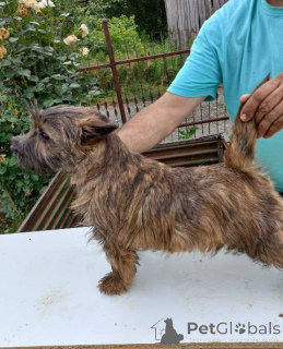 Zdjęcie №1. cairn terrier - na sprzedaż w Batočina | negocjowane | Zapowiedź №156660