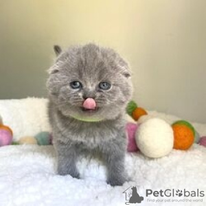 Zdjęcie №1. scottish fold - na sprzedaż w Charków | 837zł | Zapowiedź № 109372