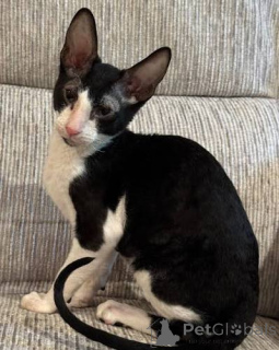 Zdjęcie №2 do zapowiedźy № 173216 na sprzedaż  kot cornish rex - wkupić się Białoruś prywatne ogłoszenie, hodowca