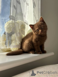 Zdjęcie №2 do zapowiedźy № 155478 na sprzedaż  kot brytyjski krótkowłosy - wkupić się Niemcy hodowca