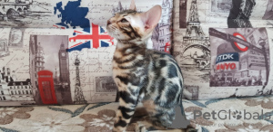 Zdjęcie №2 do zapowiedźy № 9783 na sprzedaż  kot bengalski - wkupić się Federacja Rosyjska od żłobka