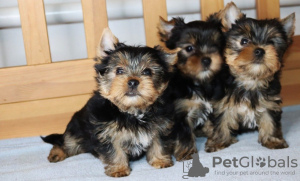 Zdjęcie №2 do zapowiedźy № 98143 na sprzedaż  yorkshire terrier - wkupić się Holandia prywatne ogłoszenie