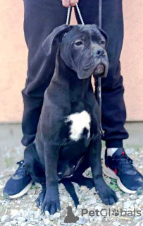 Zdjęcie №2 do zapowiedźy № 95672 na sprzedaż  cane corso - wkupić się Serbia 