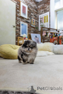 Zdjęcie №2 do zapowiedźy № 151659 na sprzedaż  szpic miniaturowy - wkupić się Hiszpania prywatne ogłoszenie