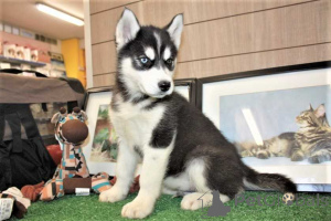 Zdjęcie №1. husky syberyjski - na sprzedaż w Calgary | 2317zł | Zapowiedź №174341