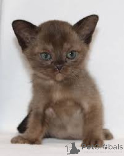 Zdjęcie №3. Chatons birmans à vendre. Belgia