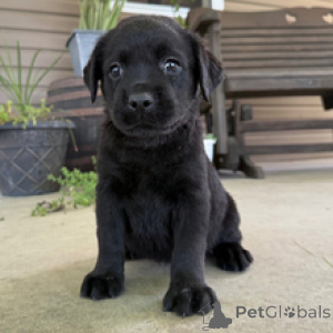 Zdjęcie №3. Mimi Labrador Retriever, 9-tygodniowa suczka gotowa do powrotu do domu. Niemcy
