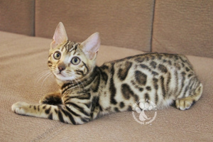 Zdjęcie №2 do zapowiedźy № 3489 na sprzedaż  kot bengalski - wkupić się Federacja Rosyjska od żłobka, hodowca