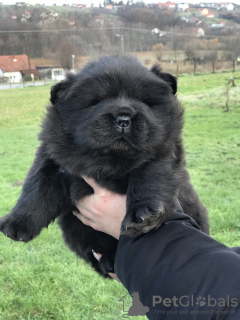 Dodatkowe zdjęcia: Sprzedam szczenięta rasy Chow Chow!