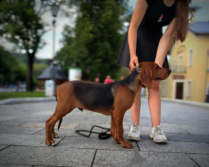 Zdjęcie №1.  - na sprzedaż w Tymbark | 3500zł | Zapowiedź №104386