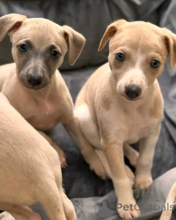 Zdjęcie №3. Greyhound Welpen Zur Adoption Verfügbar. Niemcy