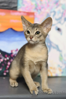 Zdjęcie №1. kot abisyński - na sprzedaż w Mińsk | 3244zł | Zapowiedź № 153745