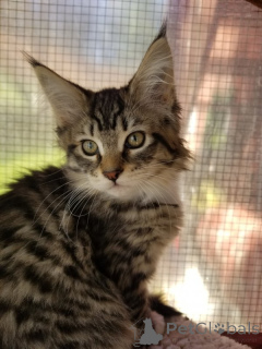Zdjęcie №3. Maine Coon Kitten Kater mit Stammbaum Shaded Line. Niemcy