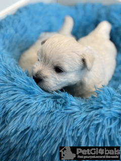 Zdjęcie №2 do zapowiedźy № 134424 na sprzedaż  pies nierasowy - wkupić się Polska hodowca