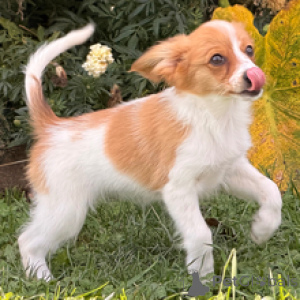 Zdjęcie №1. papillon (rasa psów) - na sprzedaż w Berlin | 2392zł | Zapowiedź №178729