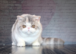 Zdjęcie №1. kot egzotyczny - na sprzedaż w Kijów | Negocjowane | Zapowiedź № 4054