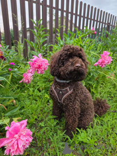 Zdjęcie №3. Inteligentne, przyjazne i hipoalergiczne! 	2. Poznaj swojego nowego najlepszego. USA