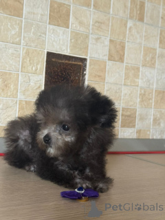 Zdjęcie №2 do zapowiedźy № 155084 na sprzedaż  pudel (krasnolud) - wkupić się Federacja Rosyjska prywatne ogłoszenie