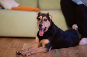 Zdjęcie №1. pies nierasowy - na sprzedaż w Rzeka Moskwa | Bezpłatny | Zapowiedź №165003