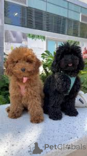 Zdjęcie №1. pudel (zabawka) - na sprzedaż w Bruksela | 3348zł | Zapowiedź №160915