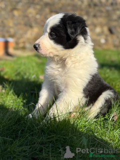 Zdjęcie №2 do zapowiedźy № 166501 na sprzedaż  border collie - wkupić się Niemcy prywatne ogłoszenie
