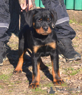 Zdjęcie №3. Rottweiler, najlepsze szczenięta. Serbia