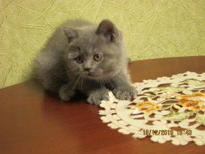 Zdjęcie №2 do zapowiedźy № 4433 na sprzedaż  kot brytyjski krótkowłosy - wkupić się Federacja Rosyjska od żłobka, hodowca