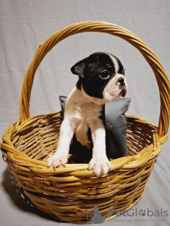 Zdjęcie №3. Boston Terrier szczenięta z mistrza Bloodlines. Serbia