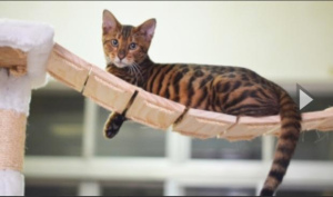 Zdjęcie №3. Piękne kocięta rasy Teiger urodziły się 6 maja, teraz przyjmujemy rezerwacje.. Federacja Rosyjska