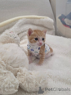 Zdjęcie №1. scottish fold - na sprzedaż w Afionas | 1435zł | Zapowiedź № 175592