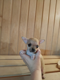 Dodatkowe zdjęcia: Chihuahua girl