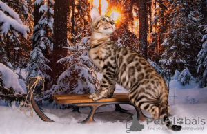 Zdjęcie №2 do zapowiedźy № 8895 na sprzedaż  kot bengalski - wkupić się Federacja Rosyjska 