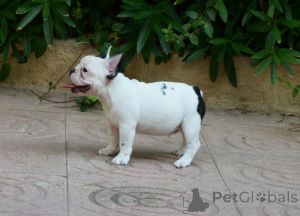Zdjęcie №1. buldog francuski - na sprzedaż w Queens Park | negocjowane | Zapowiedź №168778